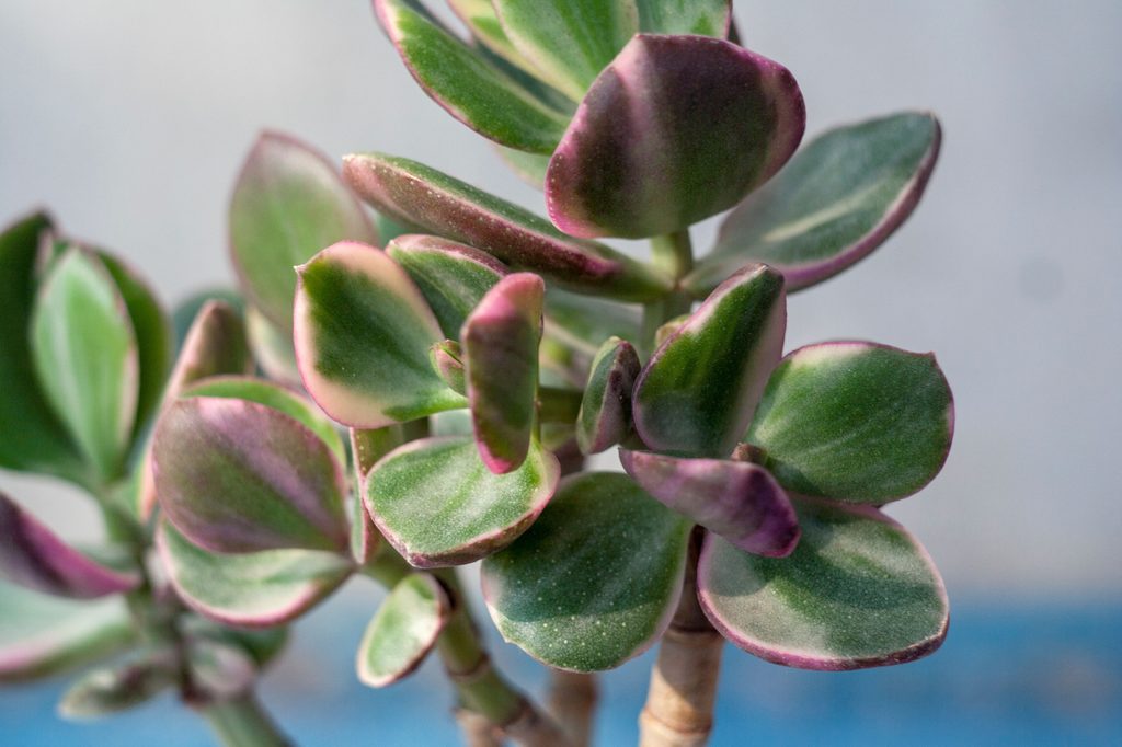 Variegated jade plant
