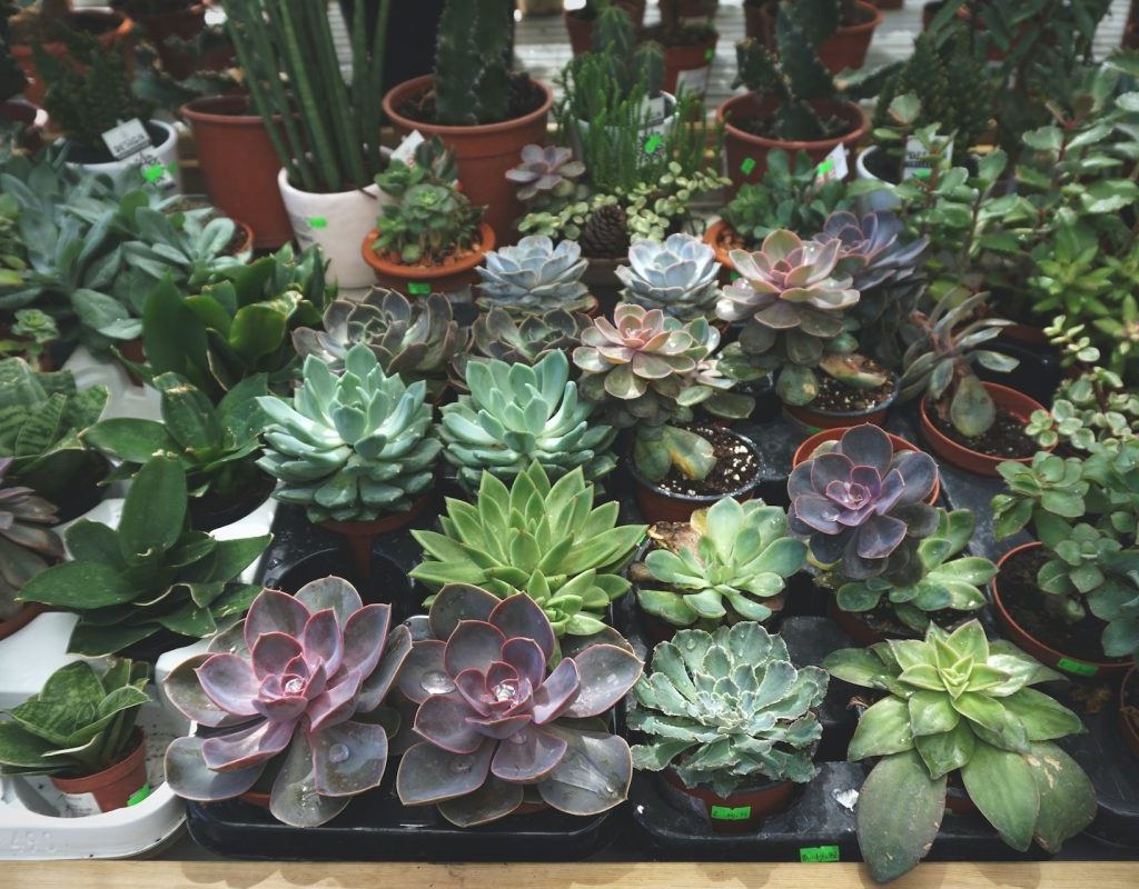 A plant shop with an arrangement of types of plants for sale