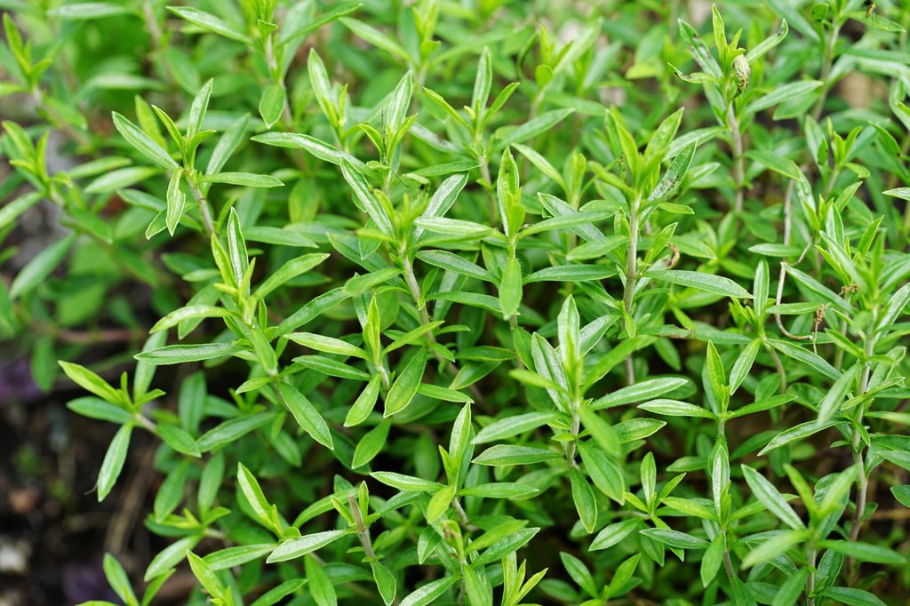 Winter savory