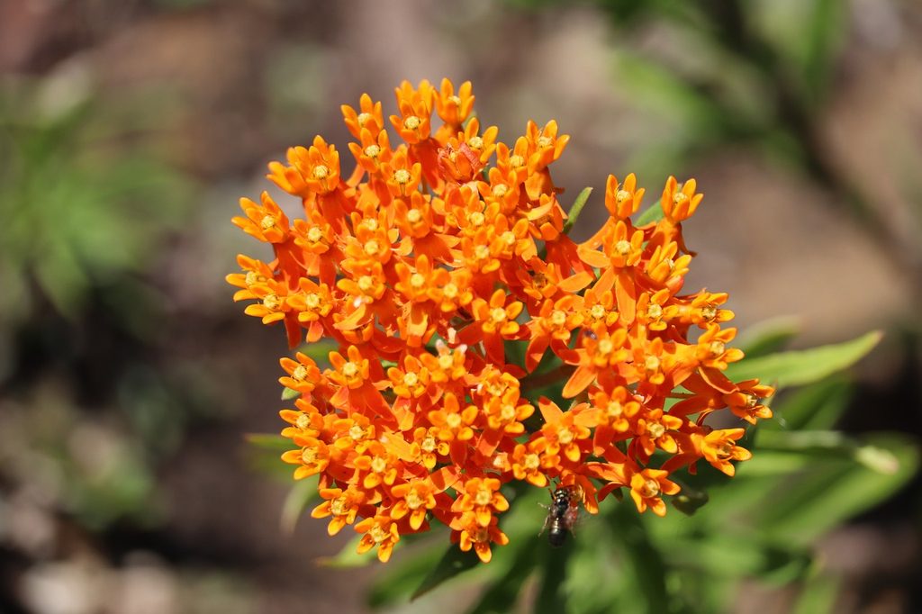 Butterfly weed