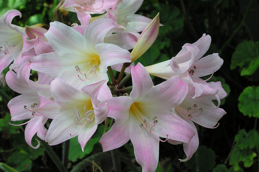 Light pink Easter lily flowers