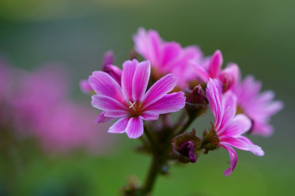 Pink fairy foxglove flowers