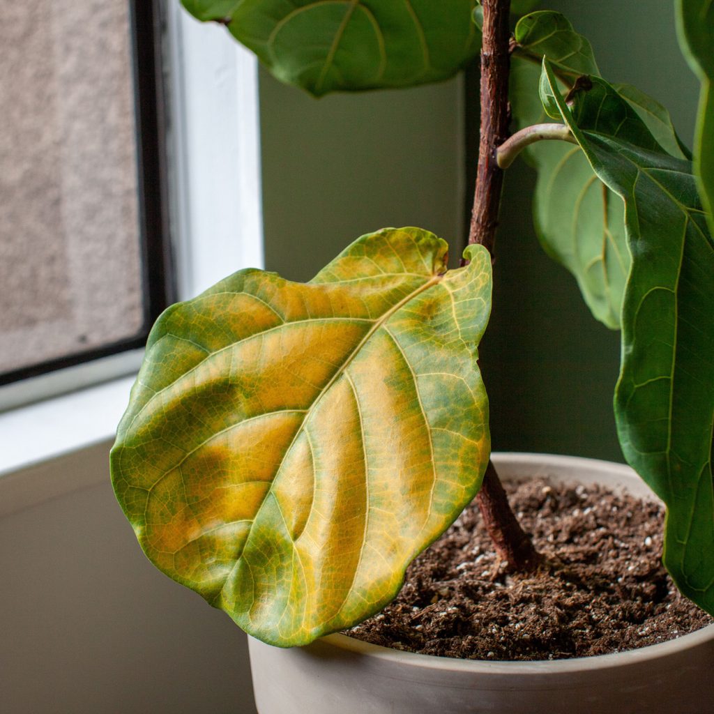 A ficus plant with a yellow leaf