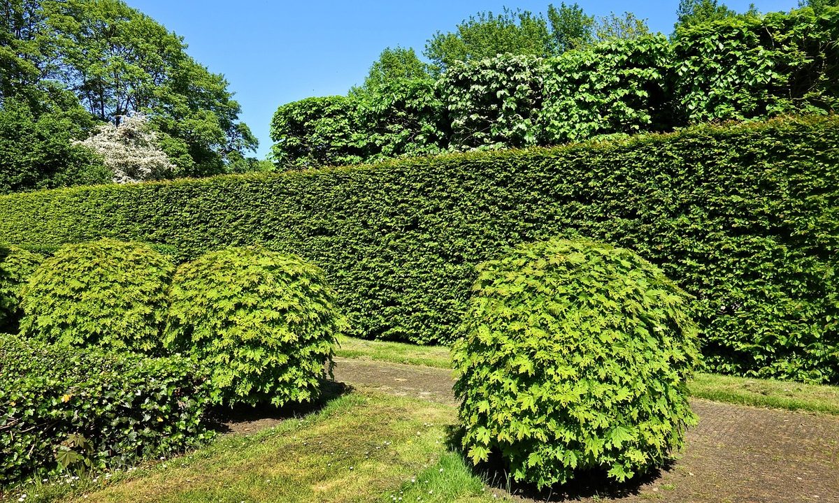 A tall privacy hedge beside a garden path with two smaller round hedges