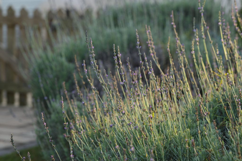 Lavandin in a field
