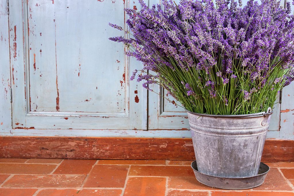 Lavender in tub