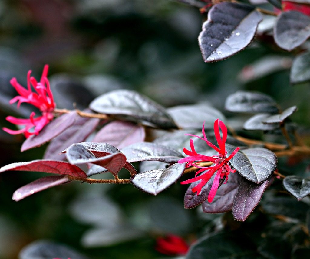 Lorpetalum fringe flower bush with pink flowers and purple leaves
