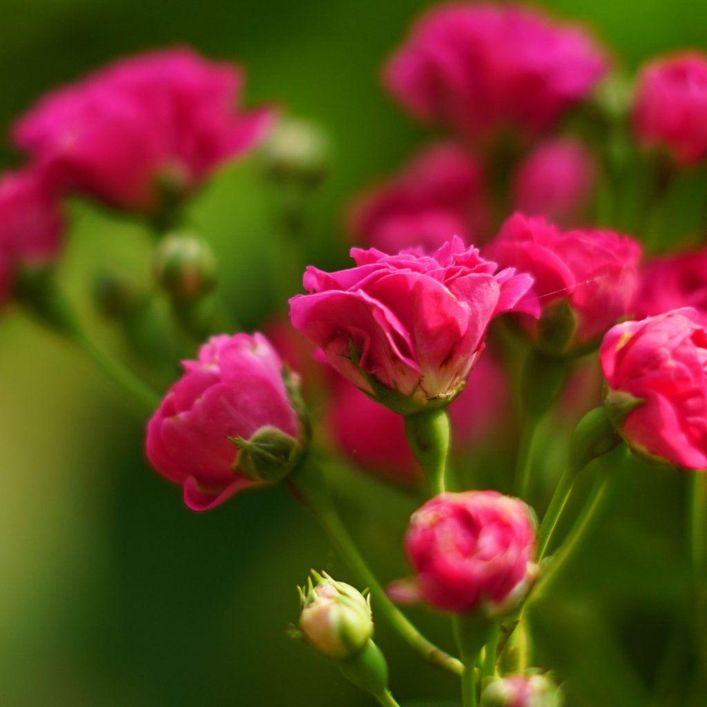 Tips on How to Care for Miniature Roses | HappySprout