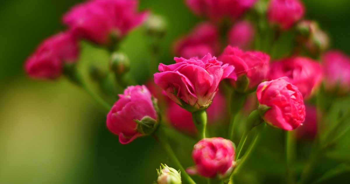 Tips on How to Care for Miniature Roses | HappySprout