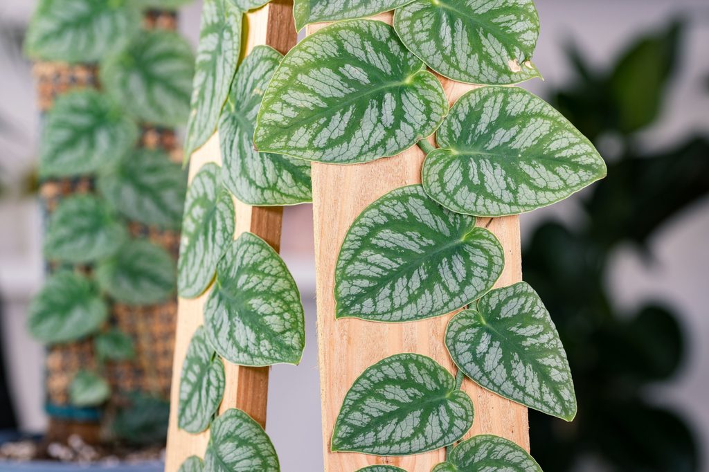 Monstera dubia