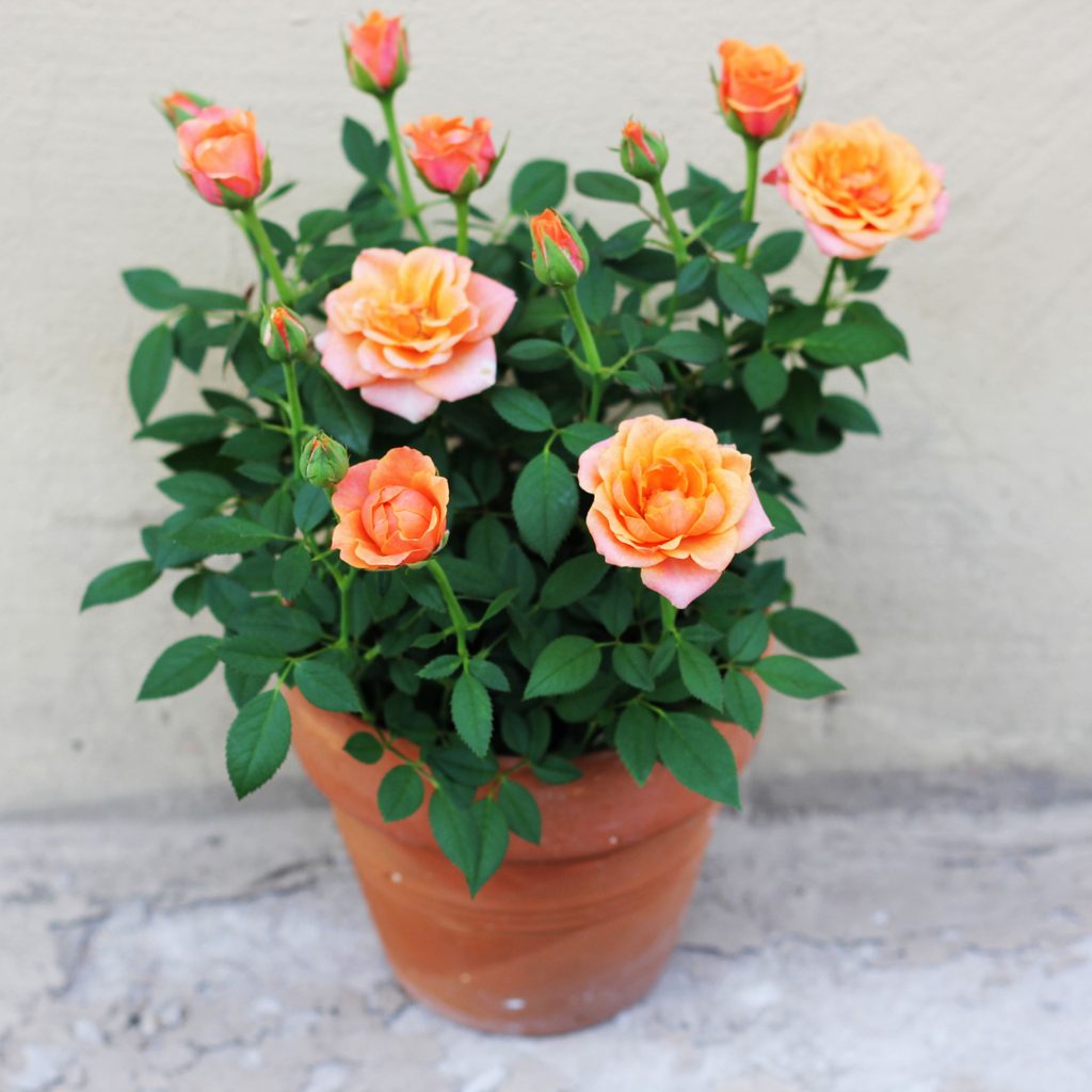 Mini Traditional Roses Tips on How to Care for Miniature Roses | HappySprout