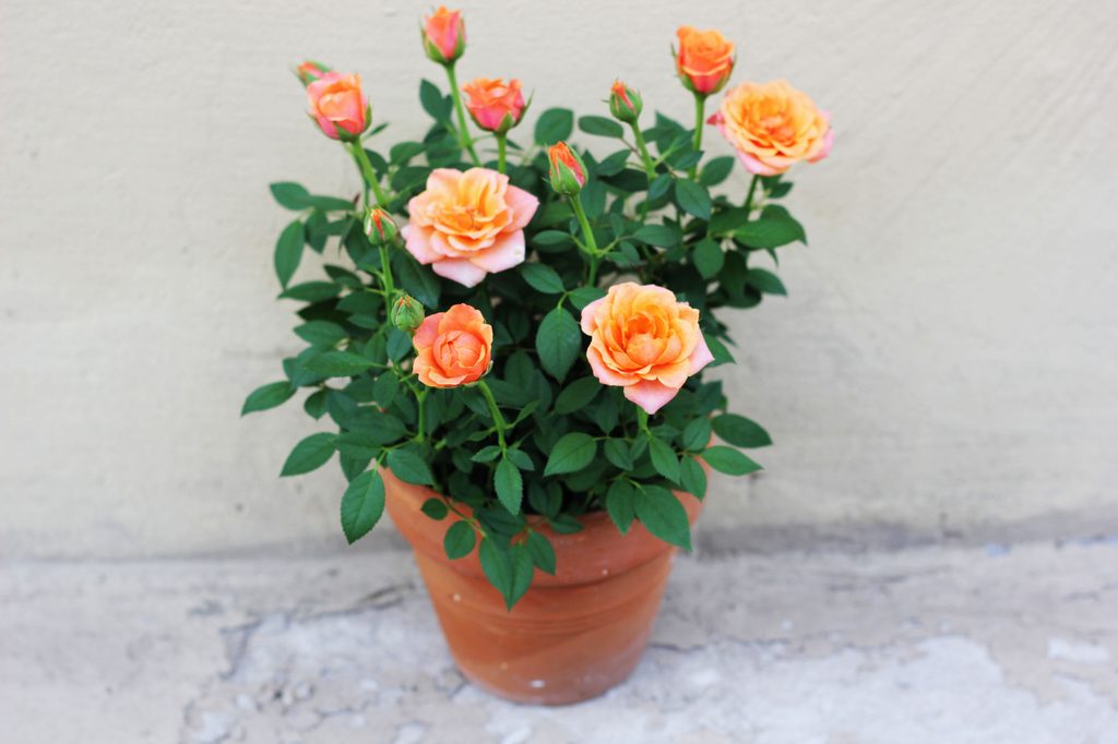 Orange miniature roses