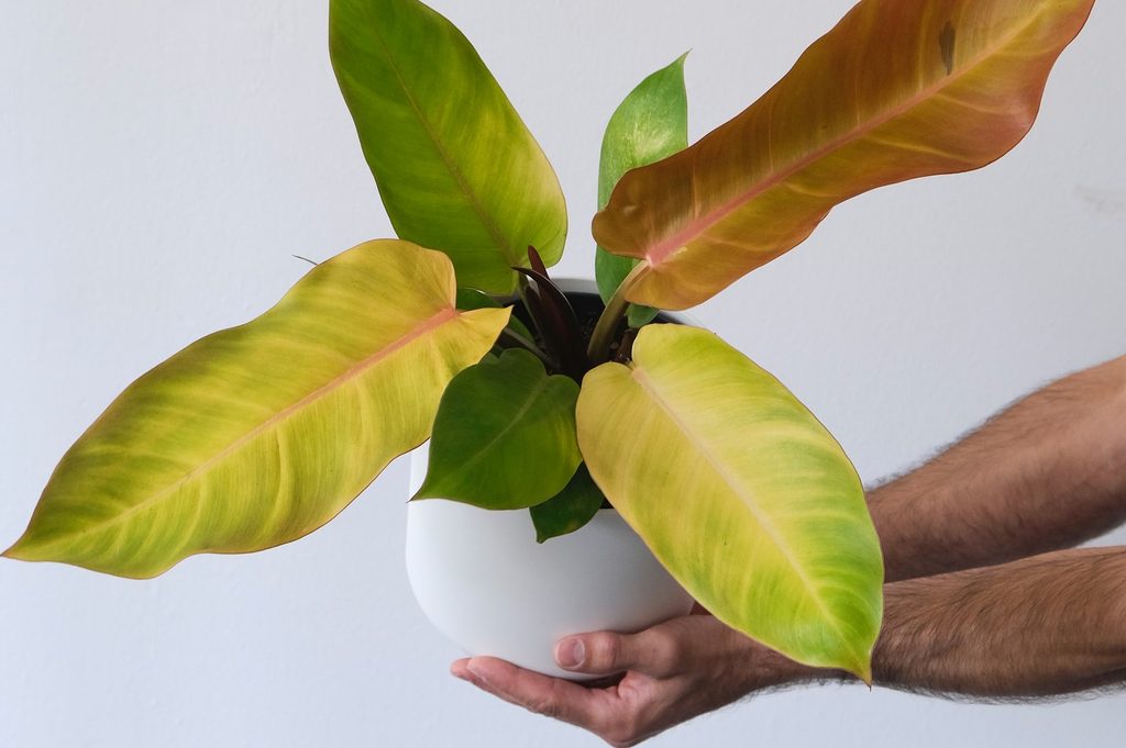 Prince of Orange philodendron plant being held