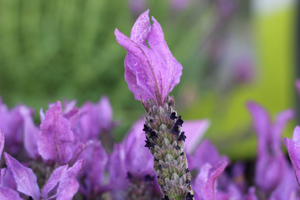 Spanish lavender