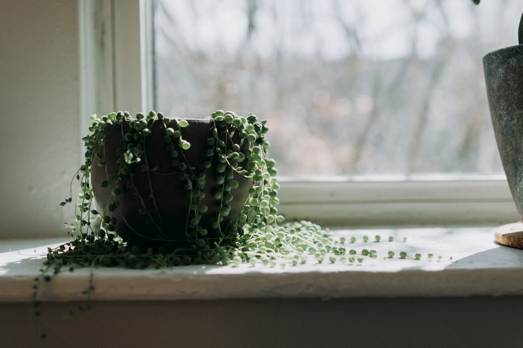 A potted string of pearls plant by a window