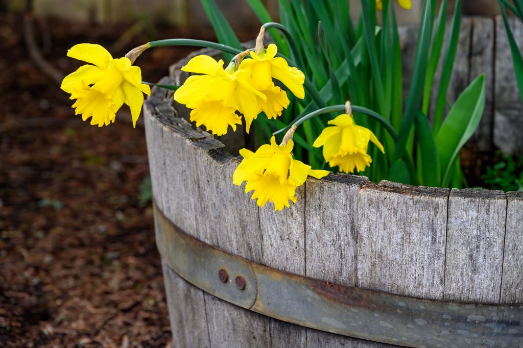Yellow flowers in whiskey container