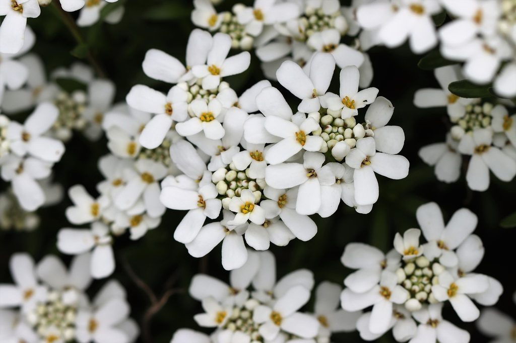 White candytuft flowers
