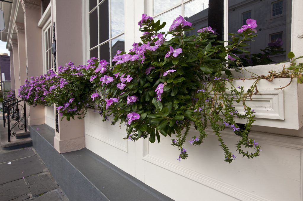 Impatiens in window box