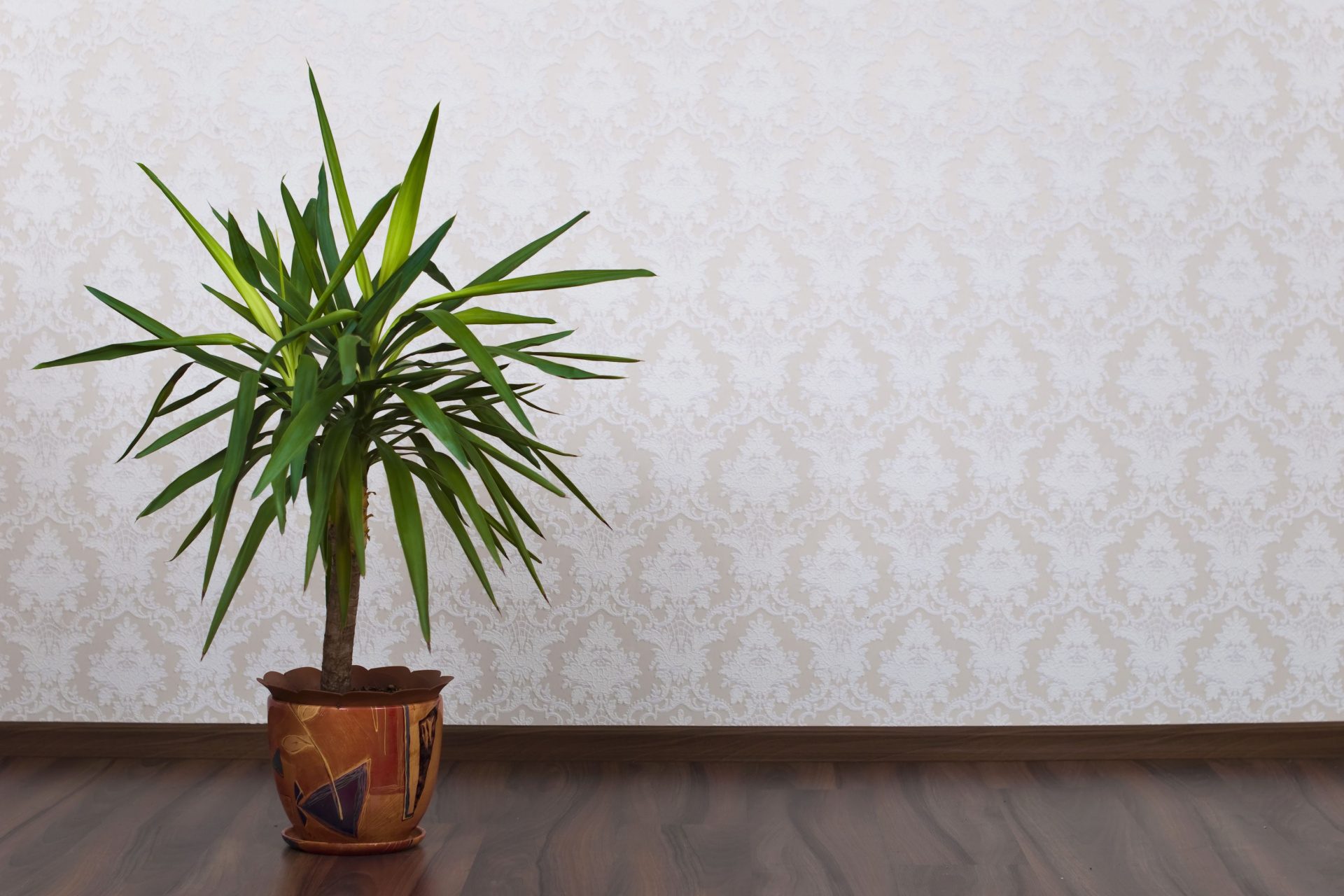 Yucca tree in a planter against wall