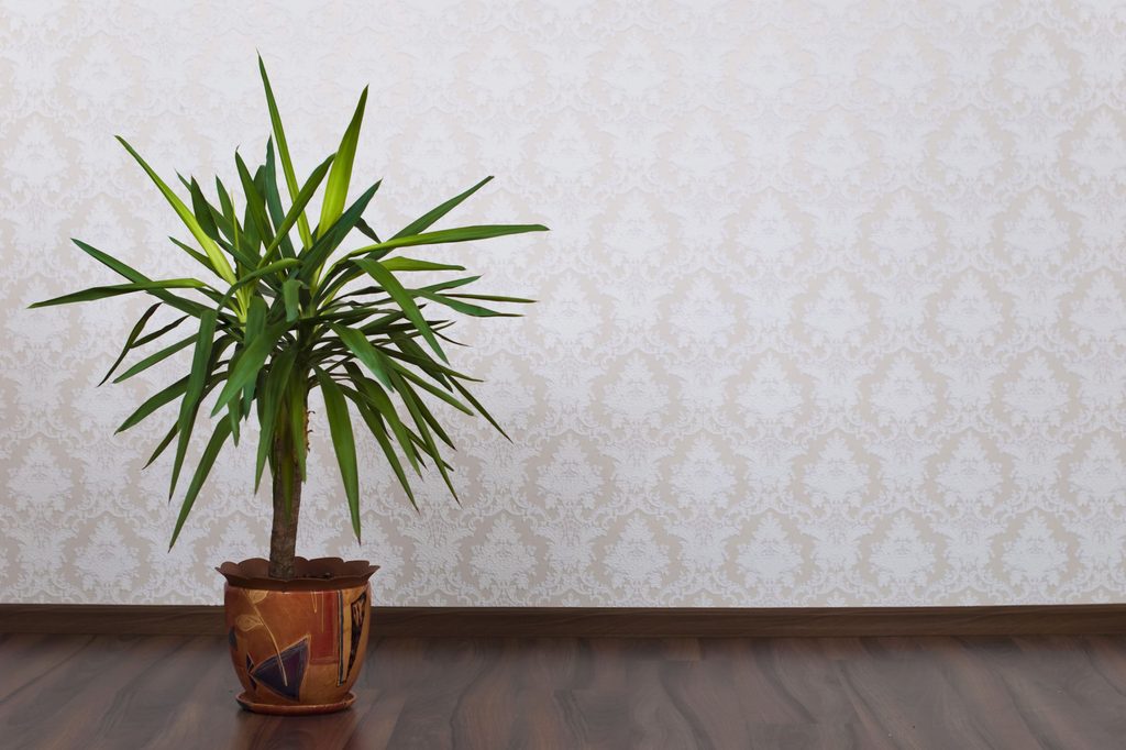 Yucca tree in a planter against wall