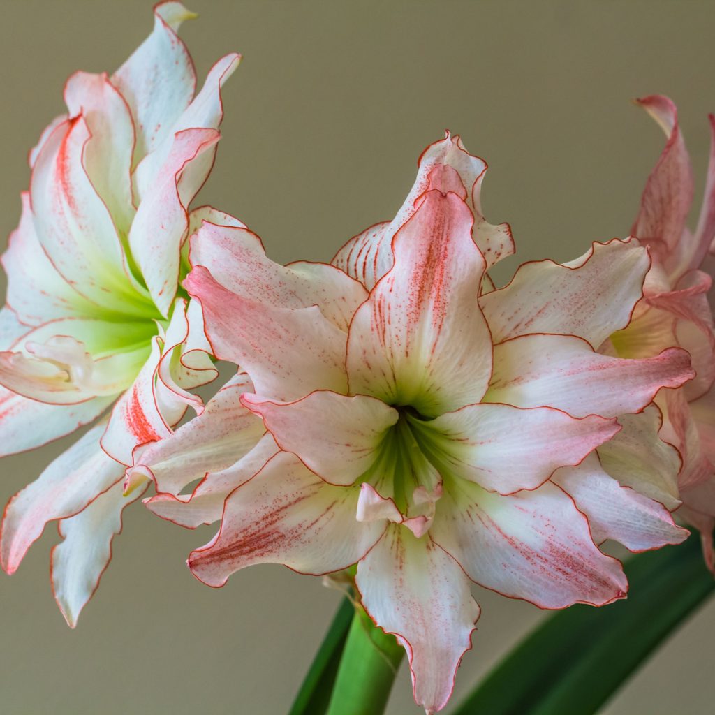 Amaryllis Aphrodite with faint red stripes on white