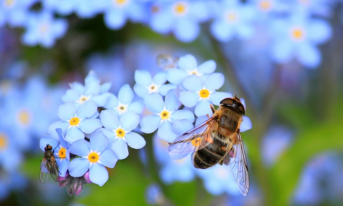 A bumble bee on blue forget-me-not flowers
