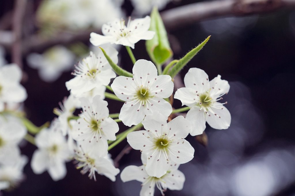 A few Bradford pear flowers on a branch