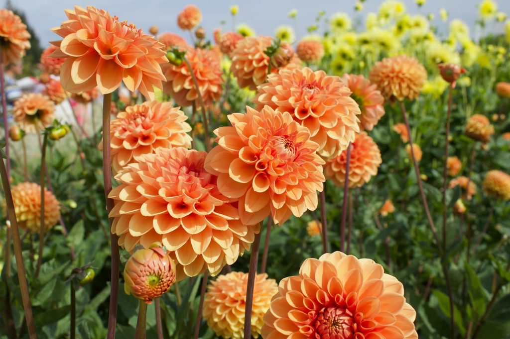 Orange dahlia flowers