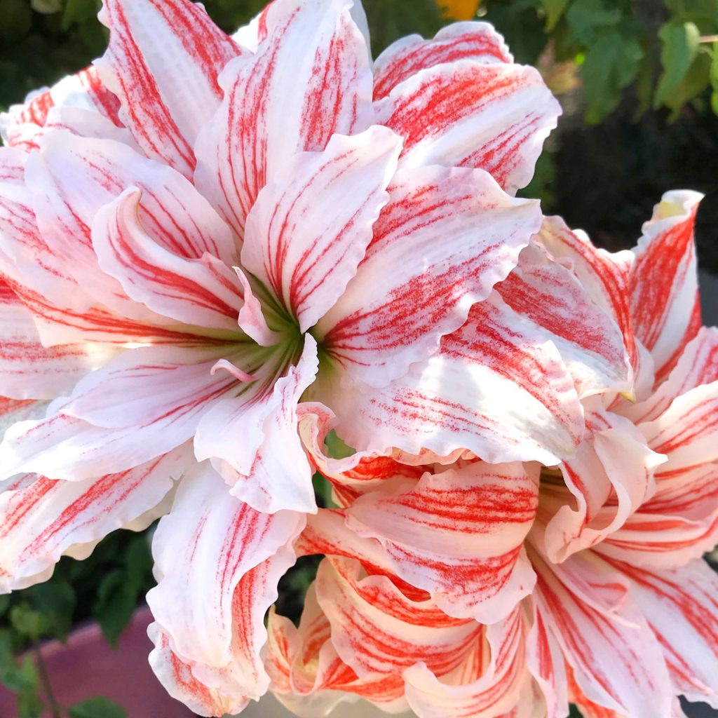 Red stripes on white Dancing Queen amaryllis