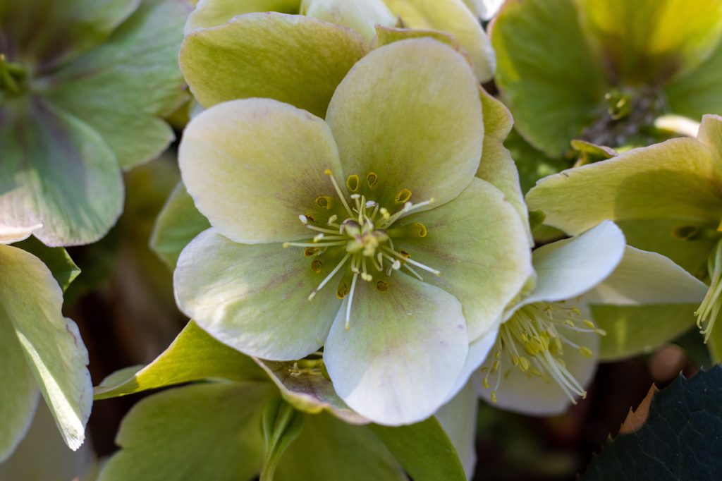 White hellebore flowers
