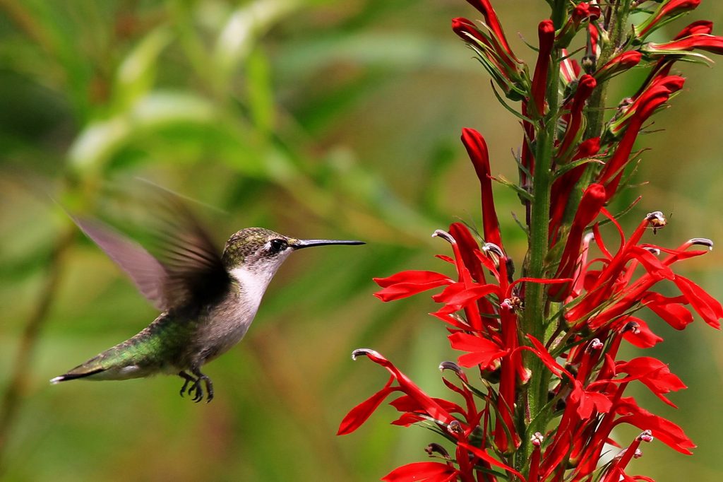 Hummingbird feeding on red cardinal flower
