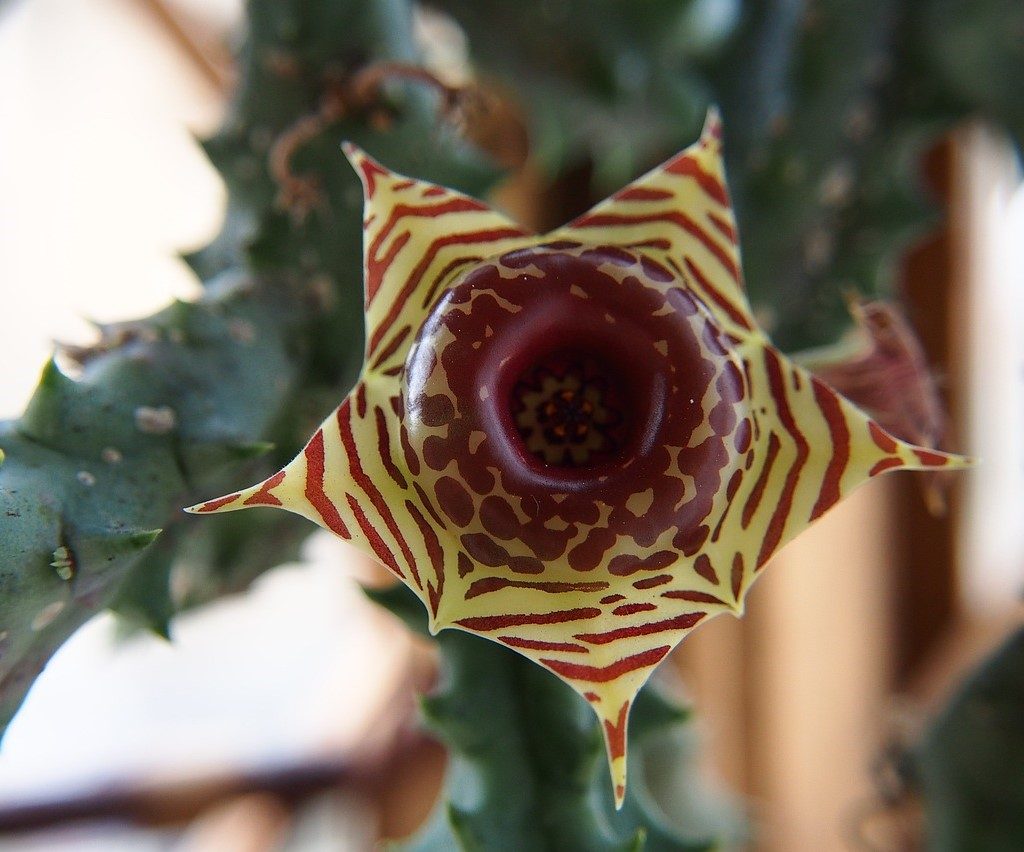 A lifesaver plant flower