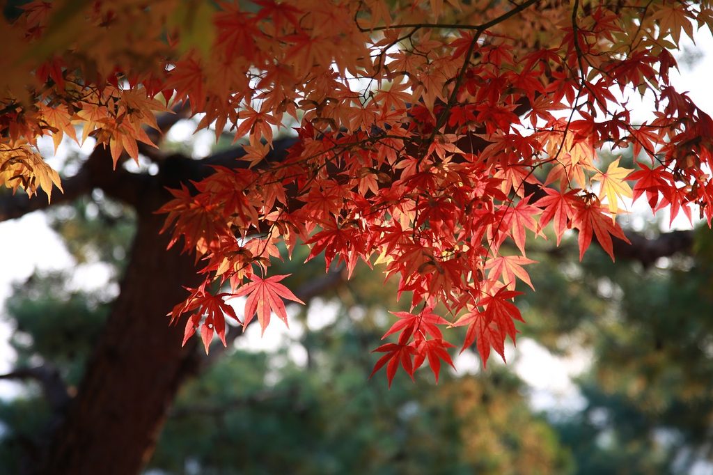 A large maple tree with red leaves