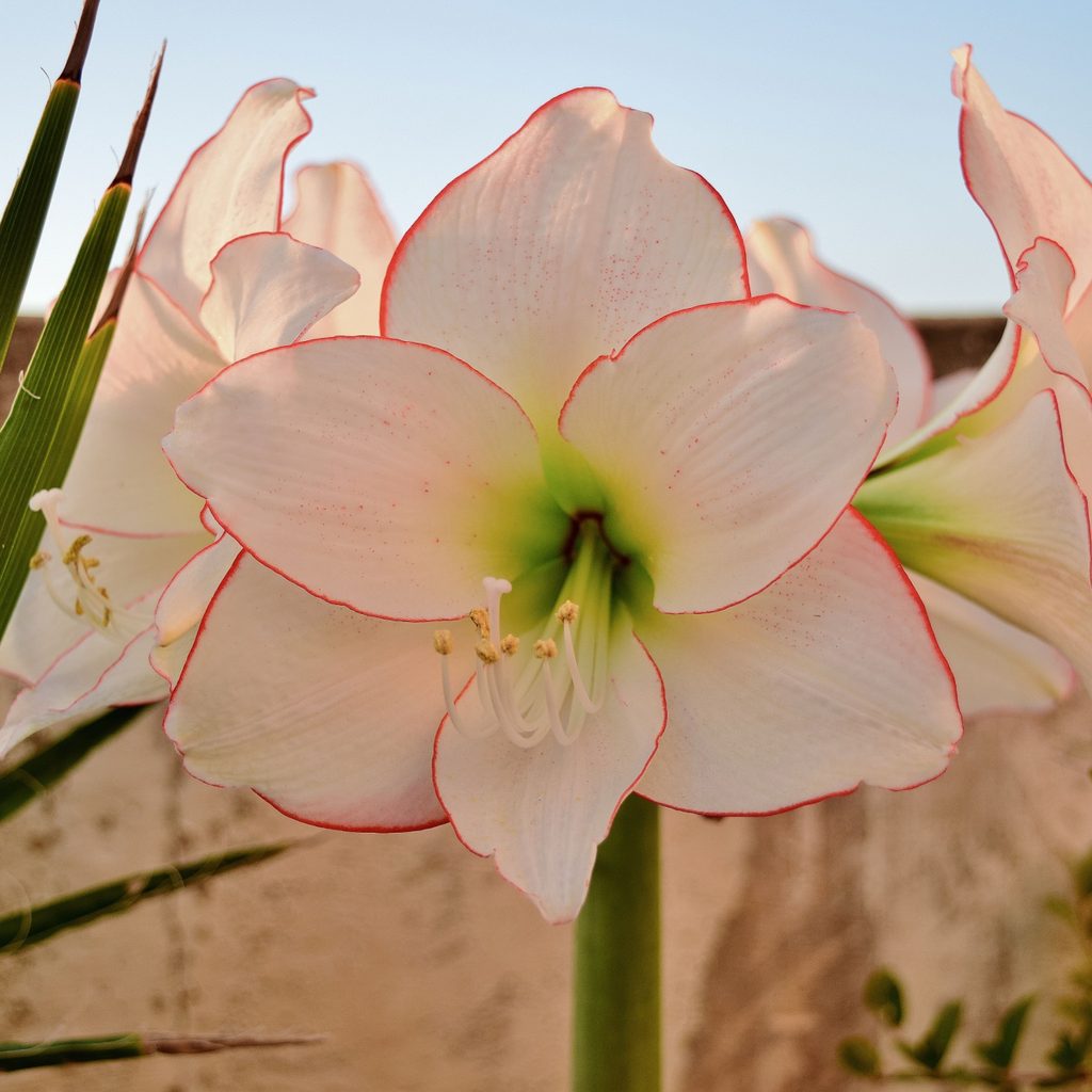 Amaryllis Picotee with red border on white flower