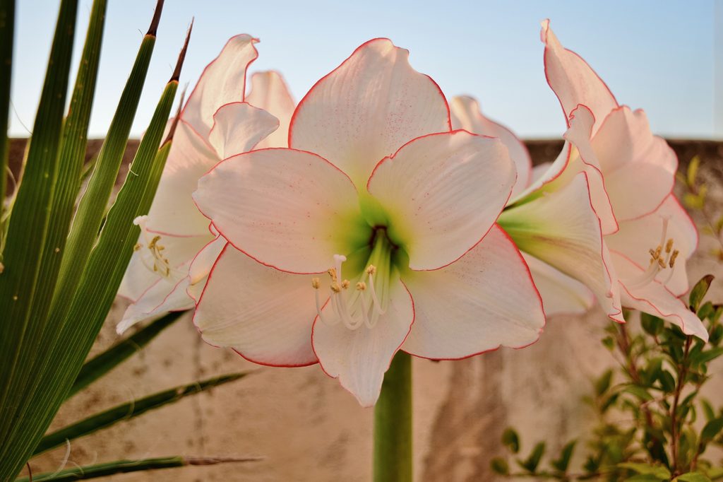 Amaryllis Picotee with red border on white flower