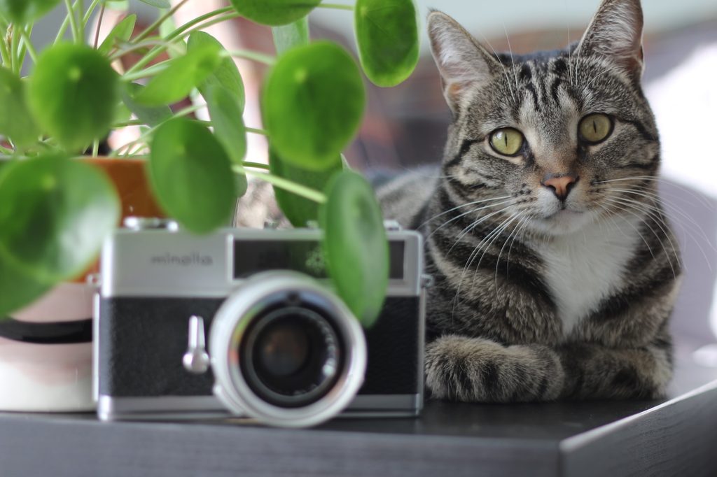 A cat laying next to a pilea plant