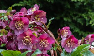 Pink hellebore flowers