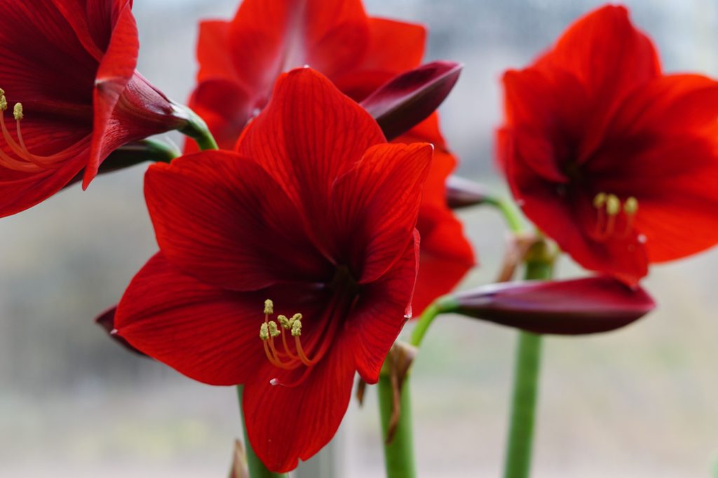 Red amaryllis