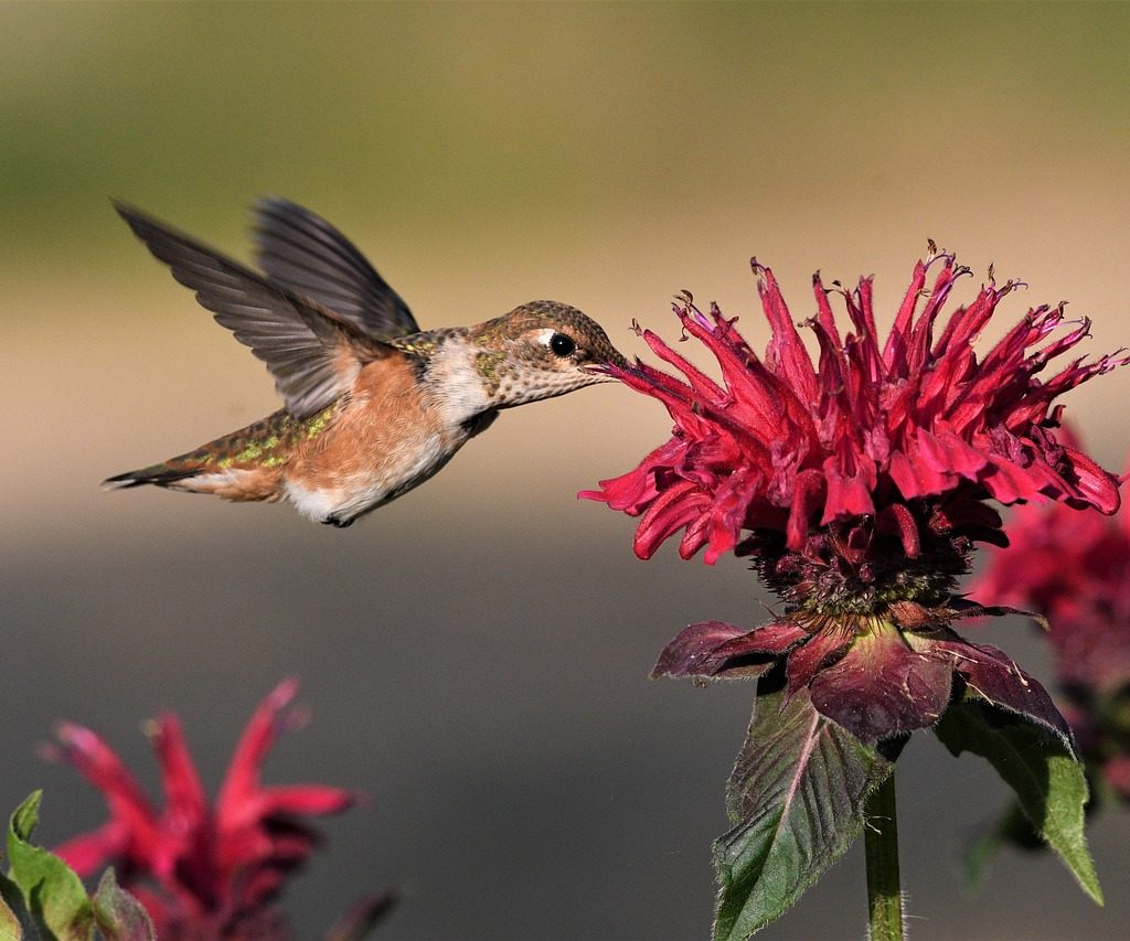 Female rufous hummingbird visiting a pink flower