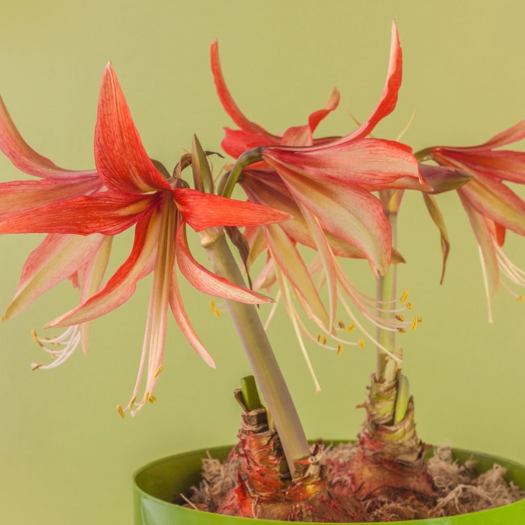 Orange Sumatra amaryllis