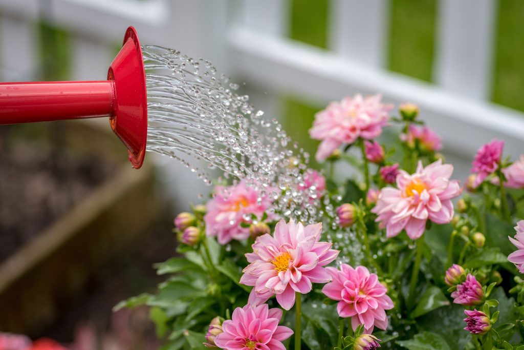 Pink dahlias being watered with a red watering can