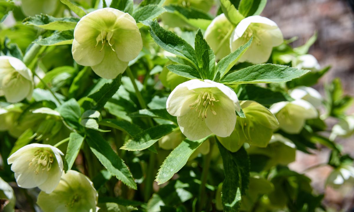 White hellebores