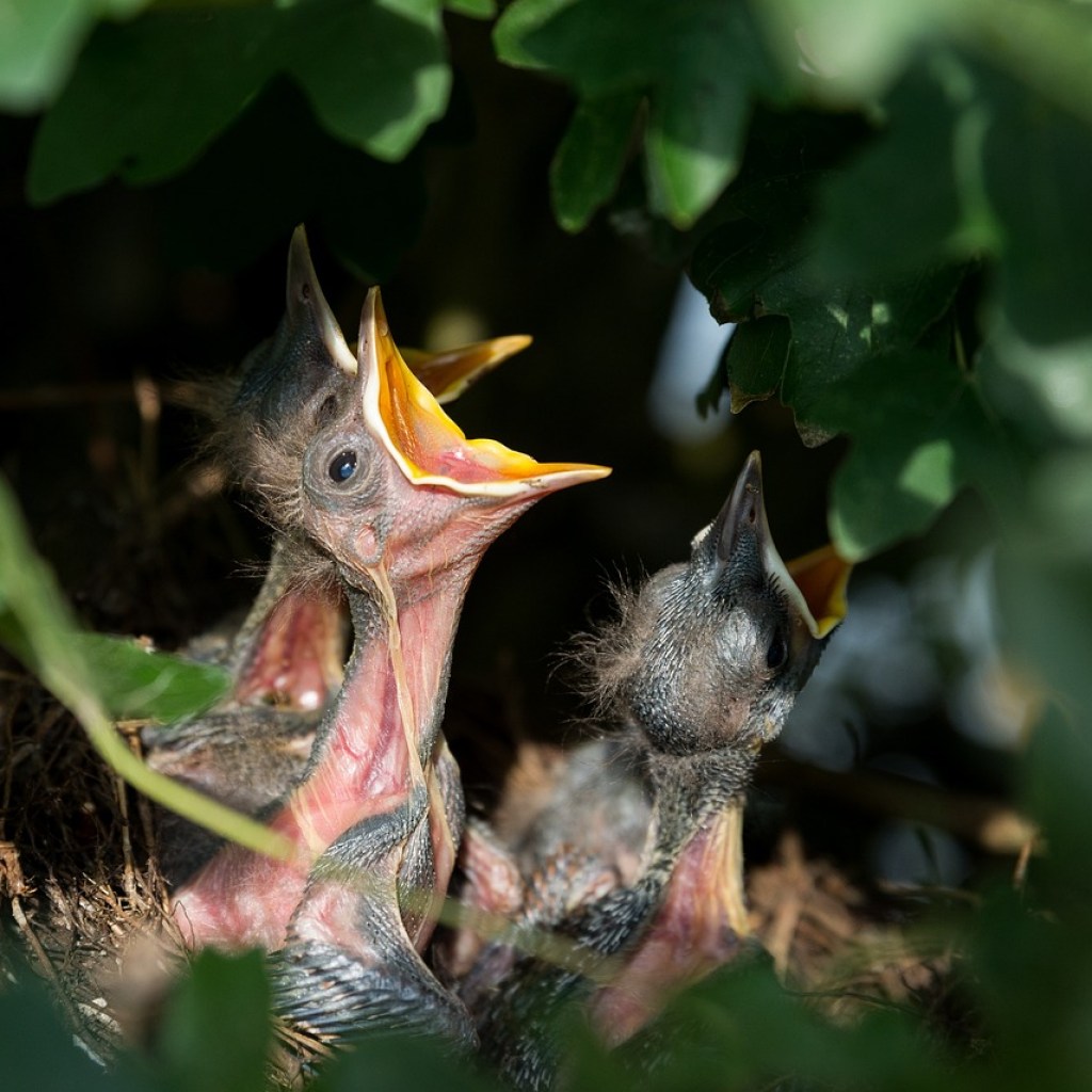 How To Help a Baby Bird That Has Fallen Out of Its Nest | HappySprout