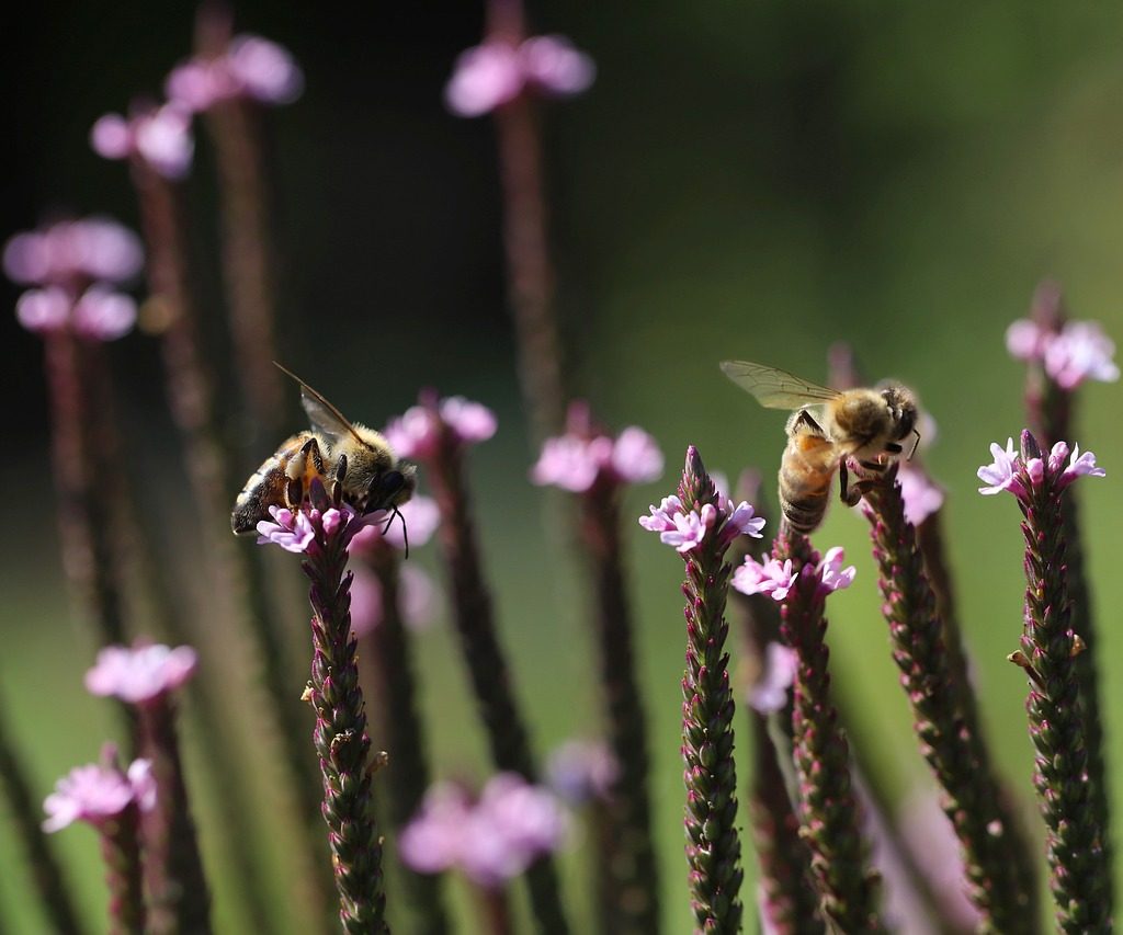 Bees pollinating phyla nodiflora