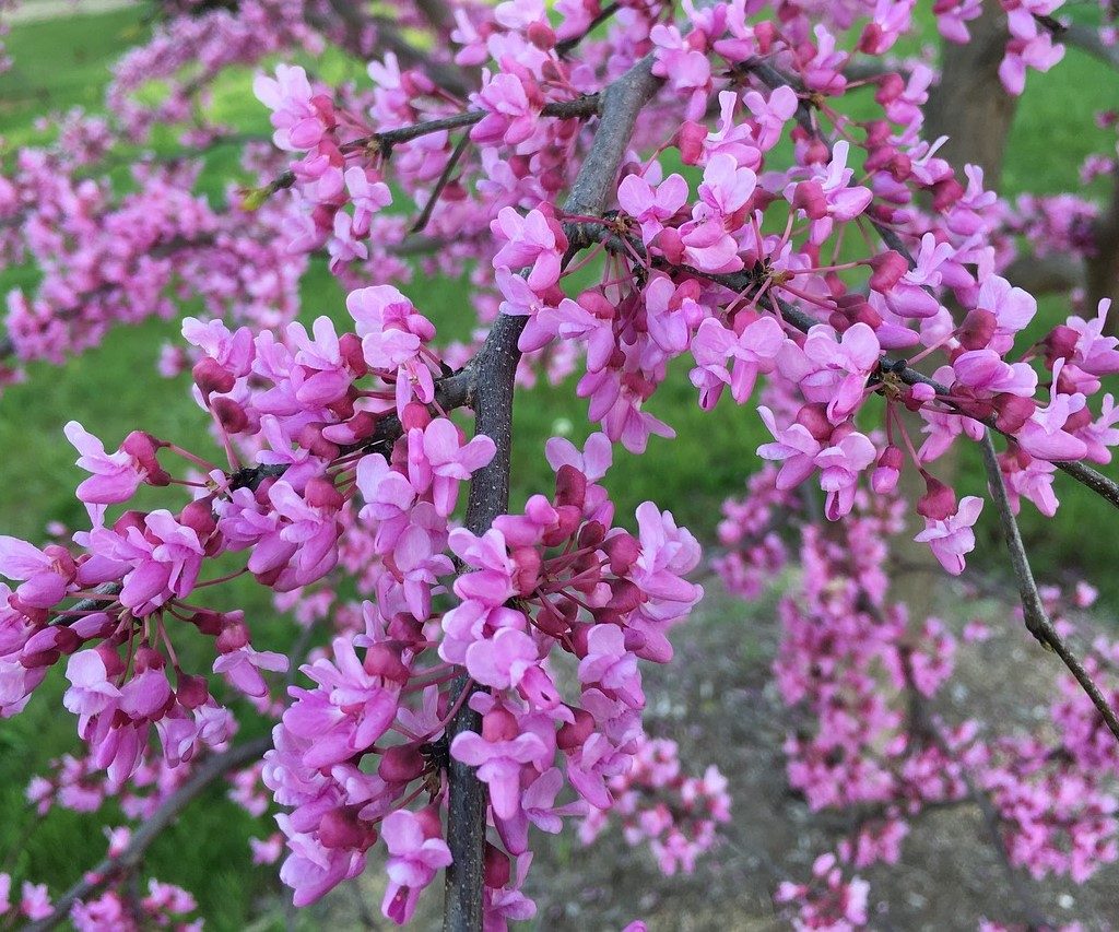 A forest pansy redbud tree with purple flowers