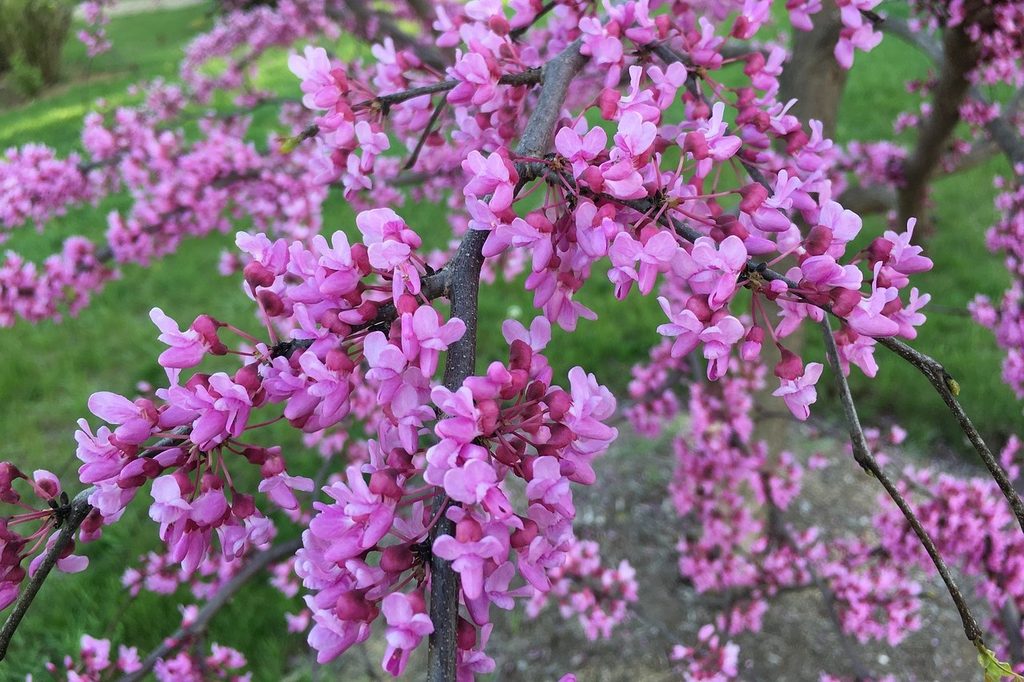 A forest pansy redbud tree with purple flowers