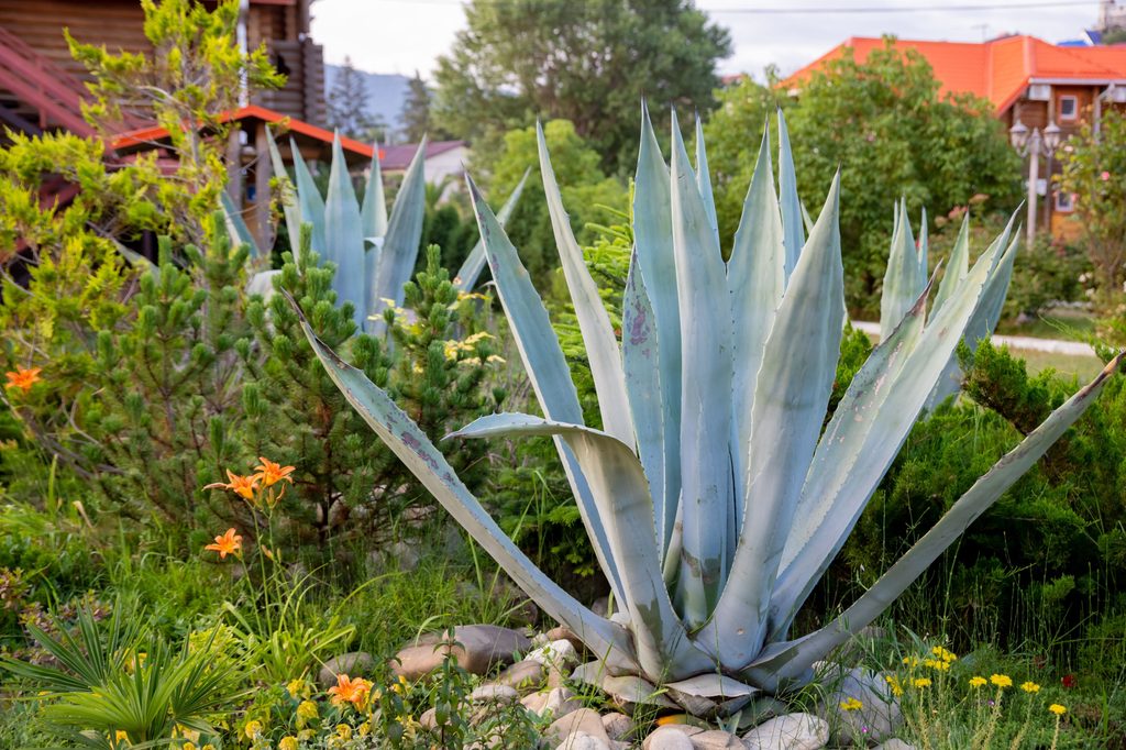 Gray green Agave americana