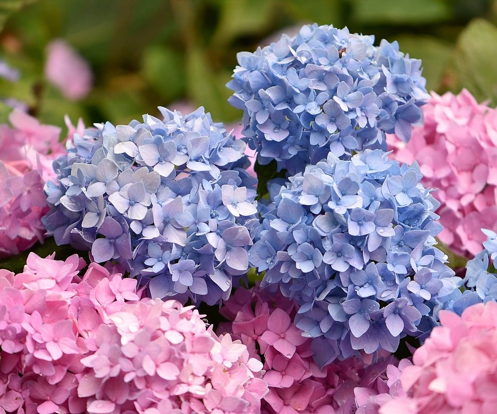 Blue and pink hydrangeas