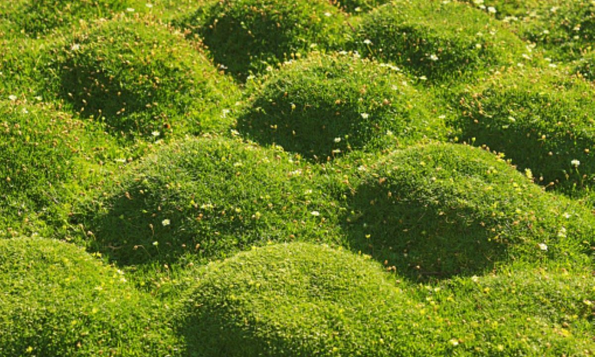 A lawn of Irish moss mounds