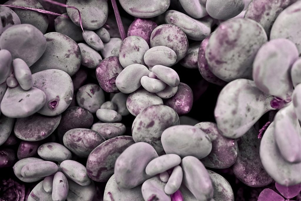 A cluster of lavender pebble succulents